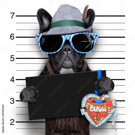 mugshot dog Stock Photo | Adobe Stock