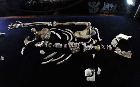 Australopithecus sediba | Characteristics & Facts | Britannica