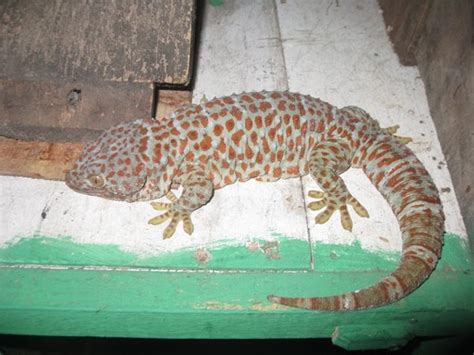 Tokay Gecko Facts and Pictures | Reptile Fact