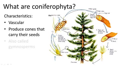 Pinophyta Life Cycle