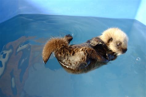 Vancouver Aquarium on | Baby otters, Baby sea otters, Otters cute