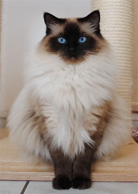 Ragdoll cat (58 photo) (38)