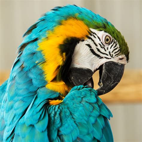 Premium Photo | Macaw parrot