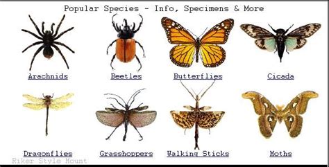 Phylum: Arthropods, Class: Insecta - Animal Biology Spring 2010