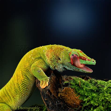 Madagascar Day Gecko photo WP11521