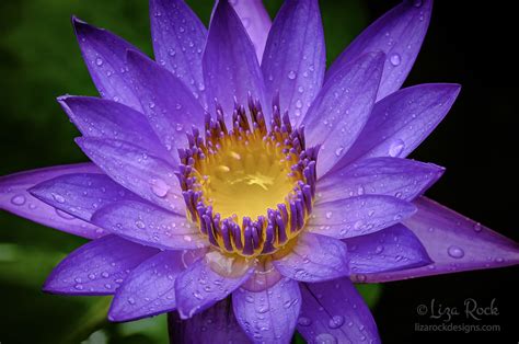 Purple Rain | Rainforest flowers, Purple rain, Purple lily