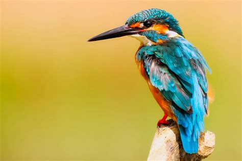 1000+ Beautiful Exotic Birds Photos · Pexels · Free Stock Photos