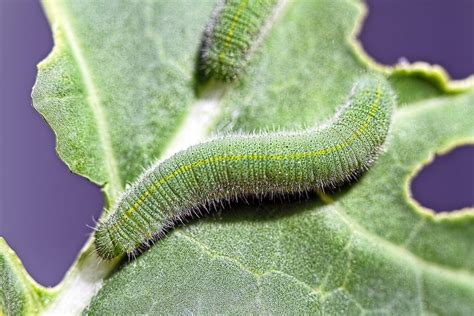 What Gardeners Should Know About the Cabbage White Butterfly