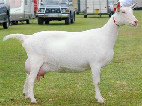 Saanen Goat - Breeds List