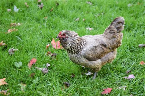 10 Chicken Breeds With Black Feet - The Hen's Loft