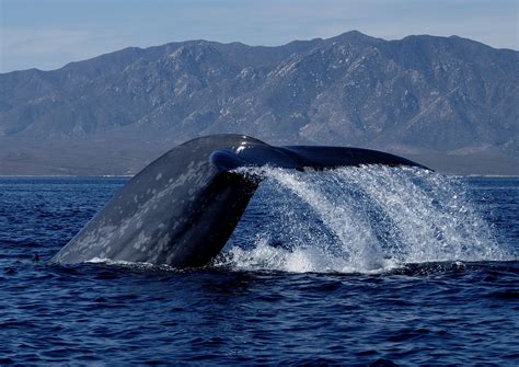 Mapping Blue Whale Migration | National Geographic Society