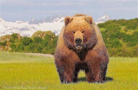 a large brown bear standing on top of a lush green field