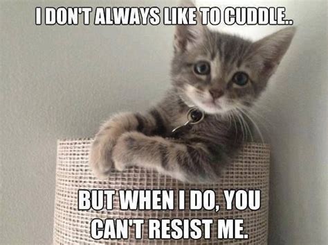 Cuddles | Cuddling meme, Cuddling, Funny animal memes