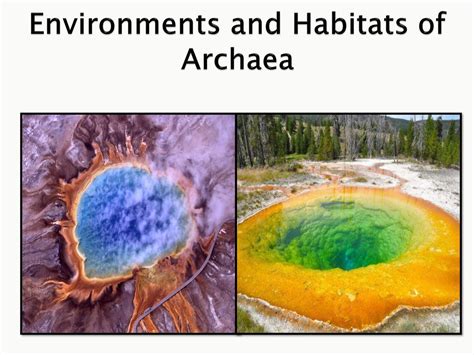 ARCHAEA. - ppt download