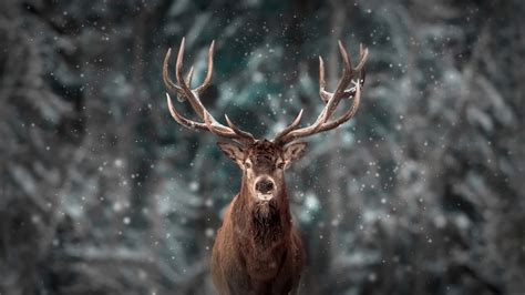 Reindeer Wallpapers (61 images) - WallpaperCosmos