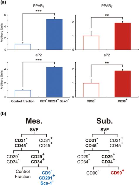 Gene expression levels of adipocyte markers in differentiated ...