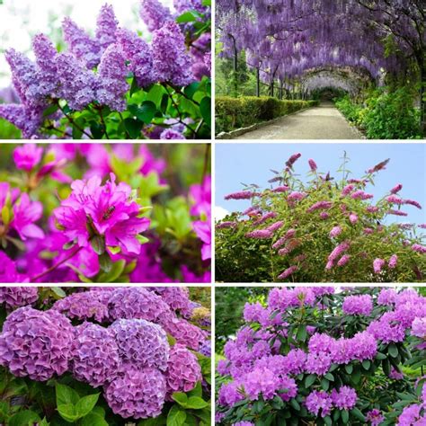 18 Purple Flowering Shrubs That'll Beautify Your Garden • TasteAndCraze