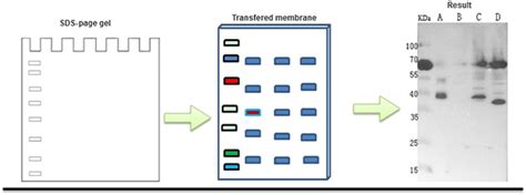 Protein Transfer Methods for Western Blot