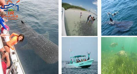 Tiburón Ballena en Holbox Temporada Tour y Nado