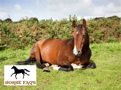 What Is A Bay Horse? (Bay Horse Guide) – Color, Genetics, & Breeds ...