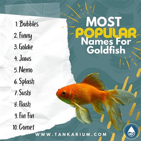 Funny, Cute And Clever GoldFish Names | Goldfish names, Goldfish, Cool ...