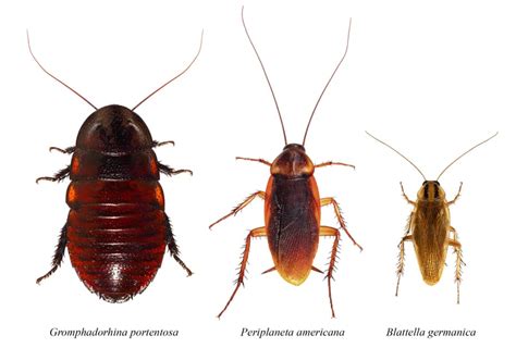 How Long Can Roaches Live in an Empty House? | BeatPests