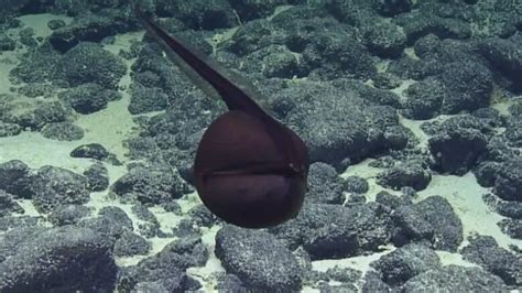 Meet the Gulper Eel: The Deep-Sea Predator with an Unusual Appearance ...