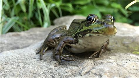 What Do Backyard Frogs Eat | Homideal