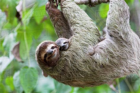 Close up of a Brown-throated Sloth and her baby hanging from a tree ...