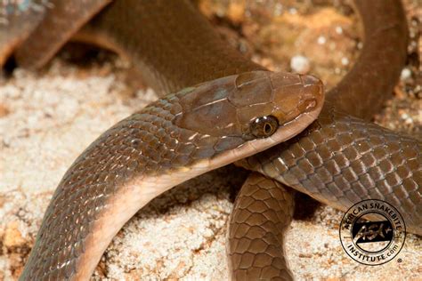 Common Brown Water Snake - African Snakebite Institute