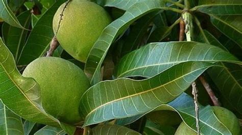 Daun Mangga untuk pewarna alami batik. Apakah bisa? - Website Kalurahan ...