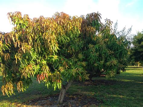 The Mango Report from Truly Tropical: Flowering Mangos and Trimming ...