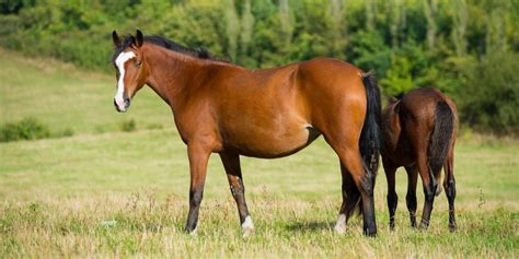 Bay Horse Color - Genetics, Shades, Breeds & Famous Bay Horses ...