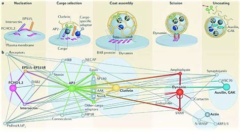 Clathrin-mediated endocytosis. A) The five stages of clathrin-mediated ...