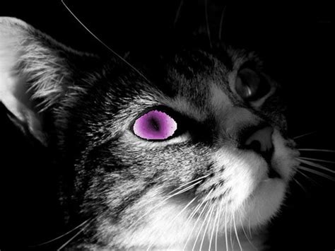 Purple Eye Cat is Purple eyed. by raptorcookie on DeviantArt