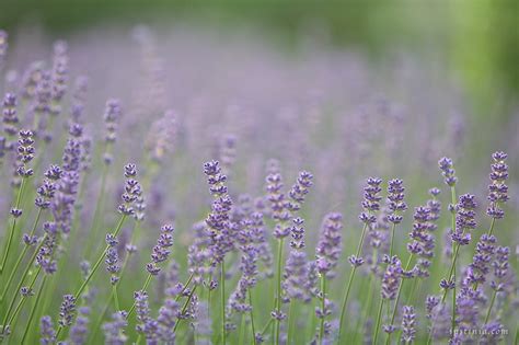 Field of Lilac Lavender Flowers | Lilac lavender flowers (la… | Flickr