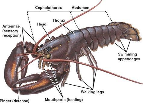 1000+ images about Arthropoda on Pinterest | Lobsters, Horseshoe crab ...