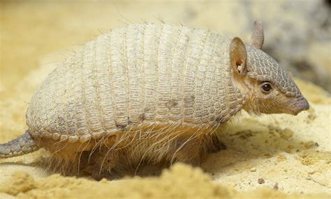 Screaming hairy armadillo | Smithsonian's National Zoo and Conservation ...