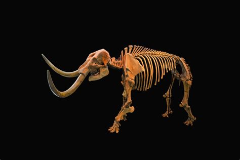 Climate Change Drove the American Mastodon to Extinction | WIRED