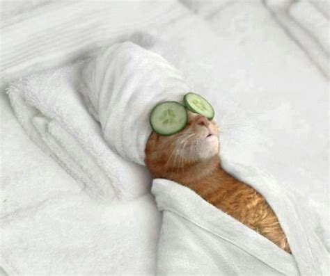 Cat at a Spa – 1Funny.com