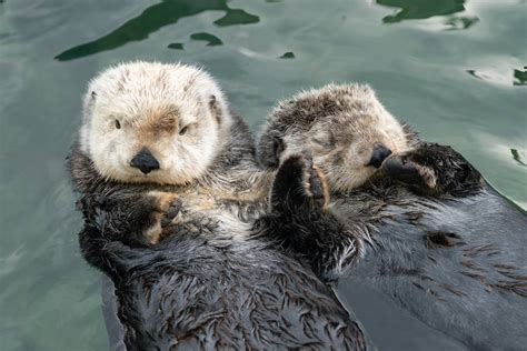 Sea Otters Holding Hands Tattoo