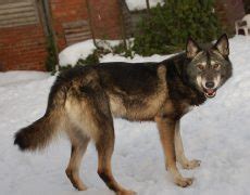 Kunming Wolfdog Info, Temperament, Puppies, Pictures