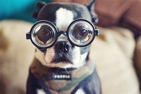 20 Cute dogs with glasses | Amazing Creatures