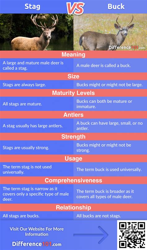 🦌 Stag vs Buck: 8 Key Differences, Strengths & Weaknesses | Difference 101