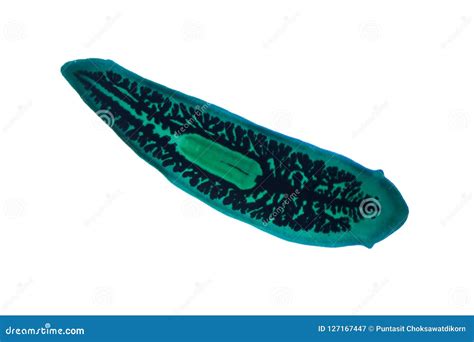 Planaria Flatworm Under Microscope View. Stock Photo | CartoonDealer ...