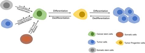 Frontiers | Regulation of Formation, Stemness and Therapeutic ...