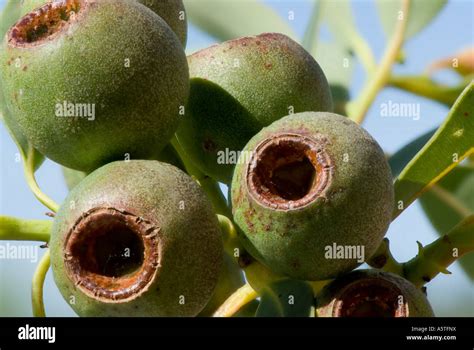 Fruit capsules or Gum Nuts of the Red Flowering Gum Tree or Stock Photo ...