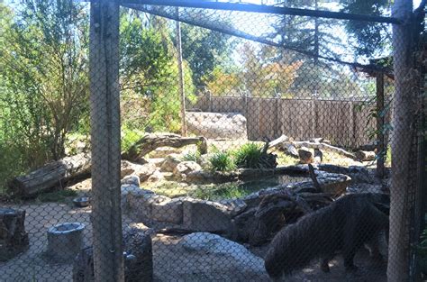 Giant Anteater Habitat - ZooChat