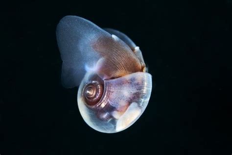 Pteropod #animal #pteropod | Deep sea creatures, Underwater creatures ...