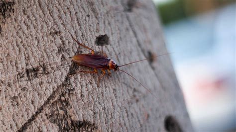 The Shocking Truth About Texas Tree Roaches! | Regretless